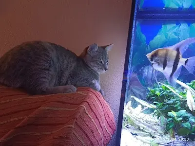 Piensos Juan - (ZooGarden) — Peluquería en Villena